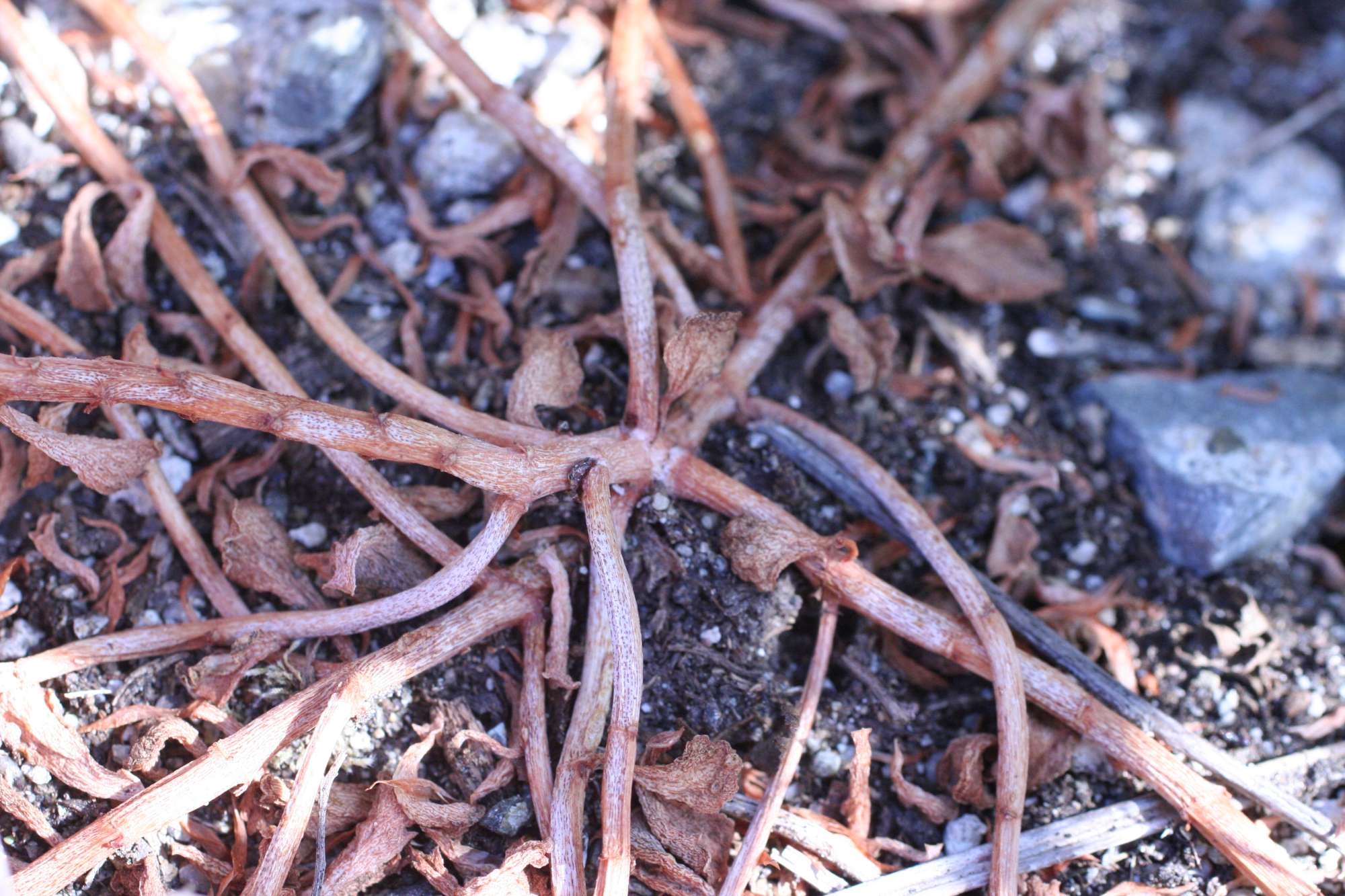 Phedimus stellatus / Borracina spinosa